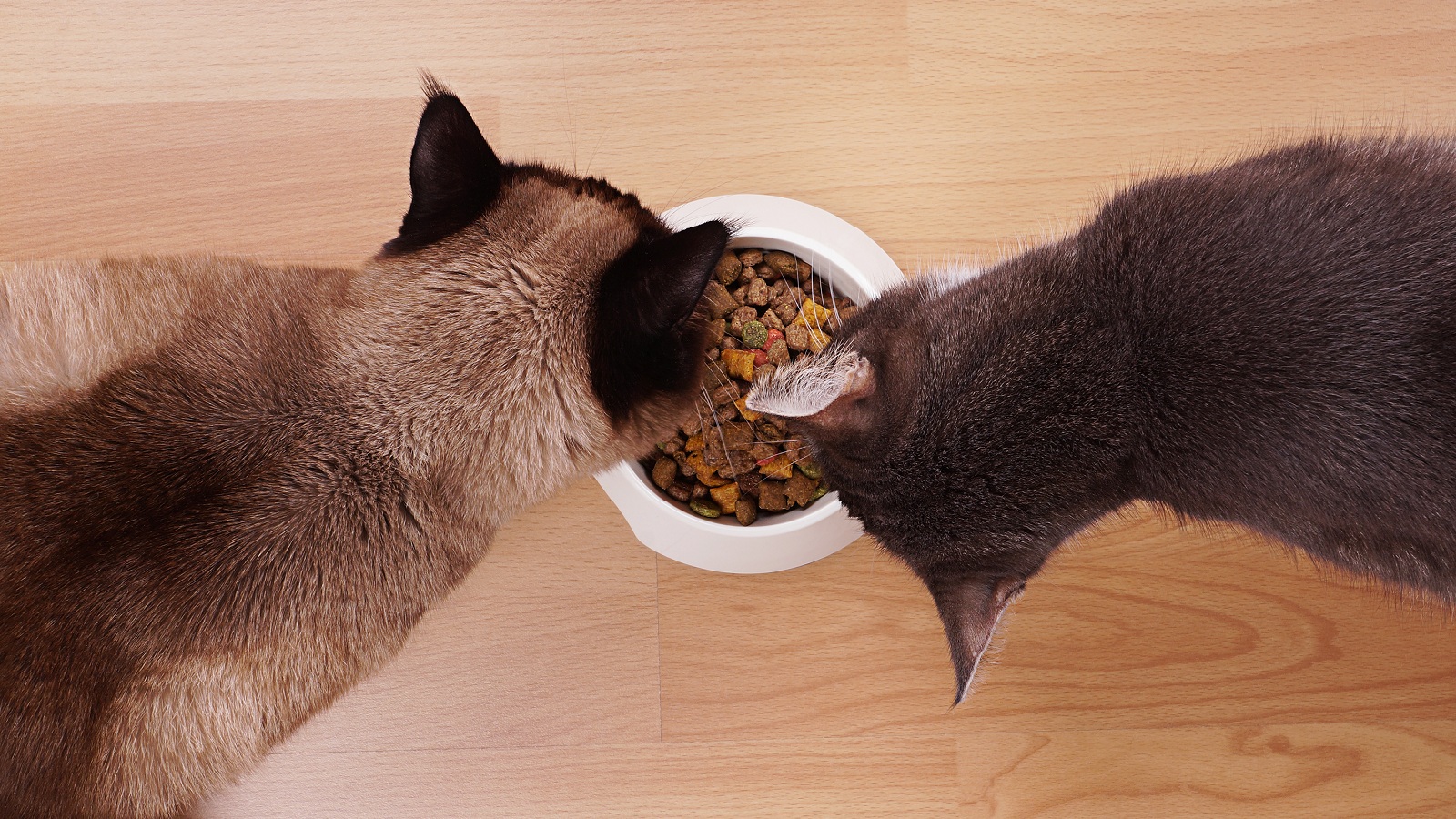 cibo gatto testiamo